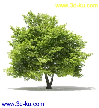 树木模型合集,各类树木模型共40个的图片