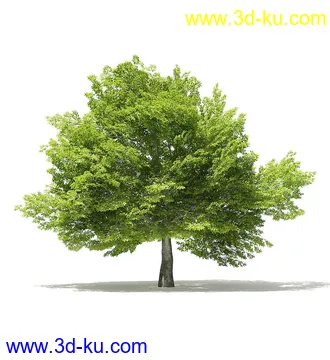 树木模型合集,各类树木模型共40个的图片