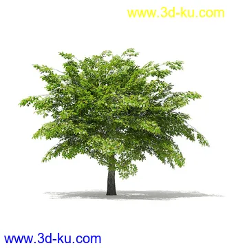 树木模型合集,各类树木模型共40个的图片