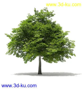 树木模型合集,各类树木模型共40个的图片