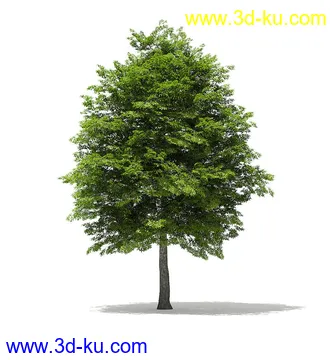 树木模型合集,各类树木模型共40个的图片