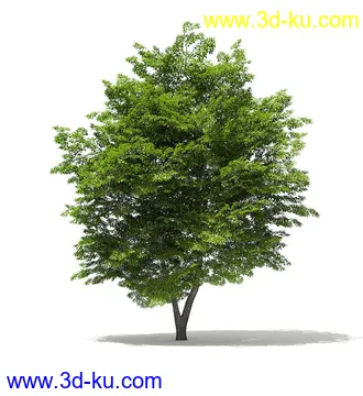 树木模型合集,各类树木模型共40个的图片
