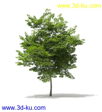 树木模型合集,各类树木模型共40个的图片