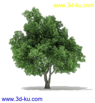 树木模型合集,各类树木模型共40个的图片
