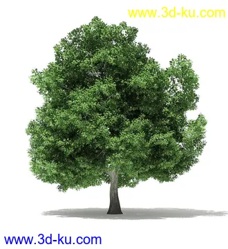 树木模型合集,各类树木模型共40个的图片