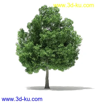 树木模型合集,各类树木模型共40个的图片