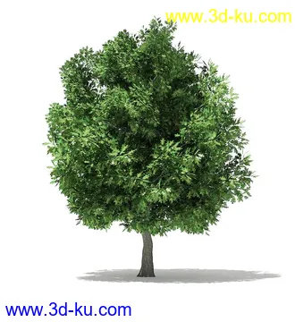 树木模型合集,各类树木模型共40个的图片