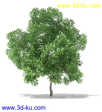 树木模型合集,各类树木模型共40个的图片