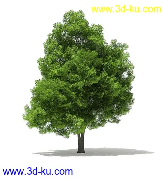 树木模型合集,各类树木模型共40个的图片