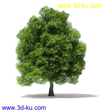 树木模型合集,各类树木模型共40个的图片