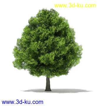树木模型合集,各类树木模型共40个的图片