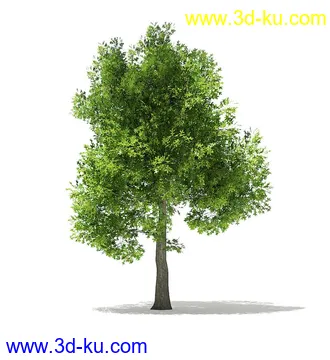 树木模型合集,各类树木模型共40个的图片