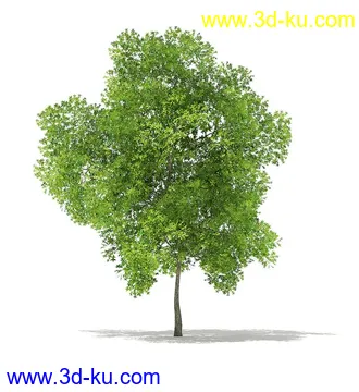 树木模型合集,各类树木模型共40个的图片