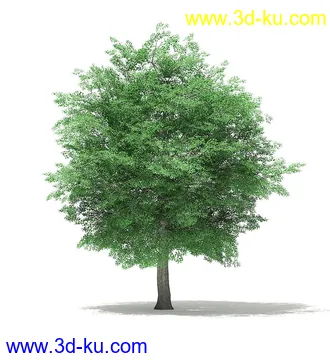 树木模型合集,各类树木模型共40个的图片