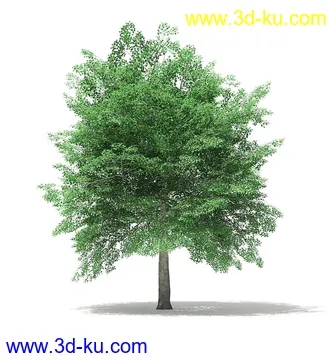树木模型合集,各类树木模型共40个的图片