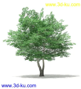 树木模型合集,各类树木模型共40个的图片