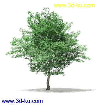 树木模型合集,各类树木模型共40个的图片