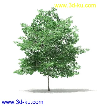 树木模型合集,各类树木模型共40个的图片