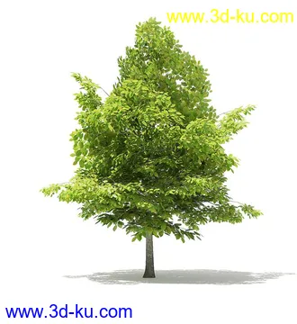 树木模型合集,各类树木模型共40个的图片