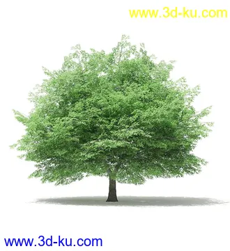 树木模型合集,各类树木模型共40个的图片