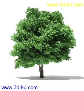 树木模型合集,各类树木模型共40个的图片