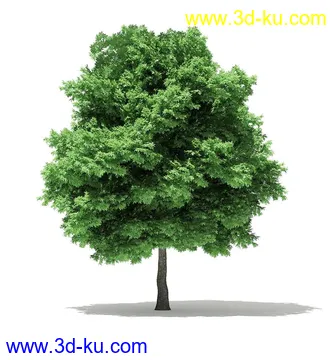 树木模型合集,各类树木模型共40个的图片