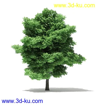 树木模型合集,各类树木模型共40个的图片