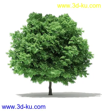 树木模型合集,各类树木模型共40个的图片