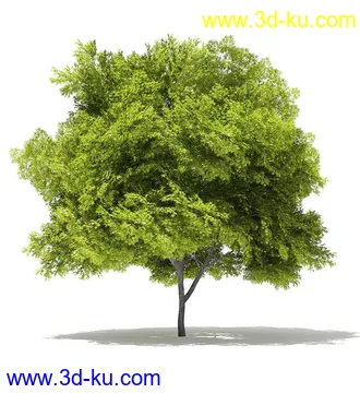树木模型合集,各类树木模型共40个的图片
