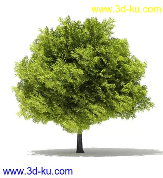 树木模型合集,各类树木模型共40个的图片