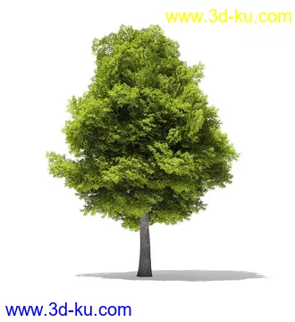 树木模型合集,各类树木模型共40个的图片