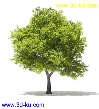 树木模型合集,各类树木模型共40个的图片