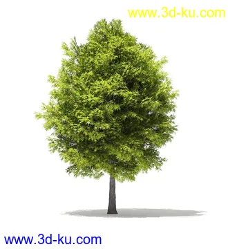 树木模型合集,各类树木模型共40个的图片