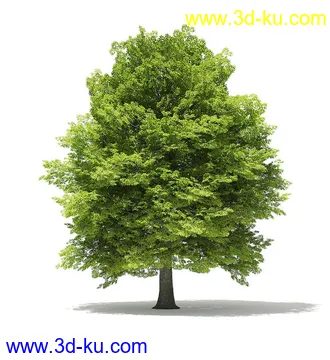树木模型合集,各类树木模型共40个的图片