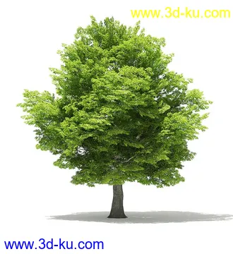 树木模型合集,各类树木模型共40个的图片