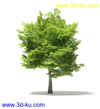 树木模型合集,各类树木模型共40个的图片