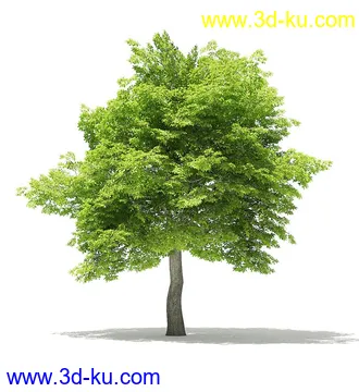 树木模型合集,各类树木模型共40个的图片