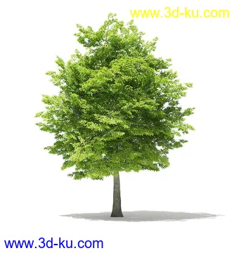 树木模型合集,各类树木模型共40个的图片