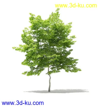 树木模型合集,各类树木模型共40个的图片