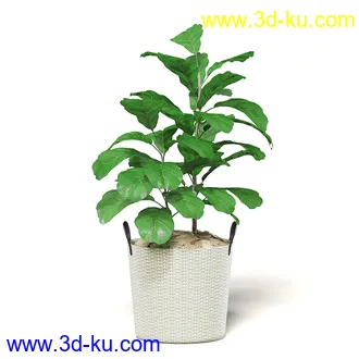 室内植物模型,盆景,盆栽,仙人掌,虎尾兰,白子菜,多肉,月季花,薰衣草,波斯-顿蕨,满天星等植物模型30个的图片
