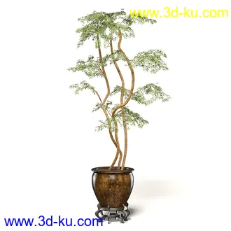 室内植物模型,盆景,盆栽,仙人掌,虎尾兰,白子菜,多肉,月季花,薰衣草,波斯-顿蕨,满天星等植物模型30个的图片