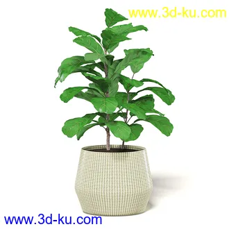 室内植物模型,盆景,盆栽,仙人掌,虎尾兰,白子菜,多肉,月季花,薰衣草,波斯-顿蕨,满天星等植物模型30个的图片