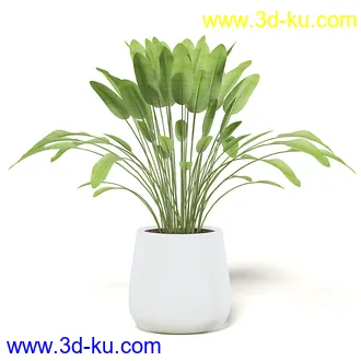 室内植物模型,盆景,盆栽,仙人掌,虎尾兰,白子菜,多肉,月季花,薰衣草,波斯-顿蕨,满天星等植物模型30个的图片