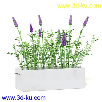 室内植物模型,盆景,盆栽,仙人掌,虎尾兰,白子菜,多肉,月季花,薰衣草,波斯-顿蕨,满天星等植物模型30个的图片