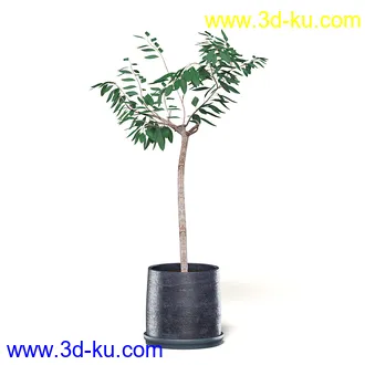 室内植物模型,盆景,盆栽,仙人掌,虎尾兰,白子菜,多肉,月季花,薰衣草,波斯-顿蕨,满天星等植物模型30个的图片