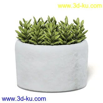 室内植物模型,盆景,盆栽,仙人掌,虎尾兰,白子菜,多肉,月季花,薰衣草,波斯-顿蕨,满天星等植物模型30个的图片