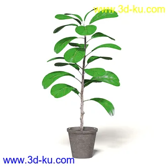 室内植物模型,盆景,盆栽,仙人掌,虎尾兰,白子菜,多肉,月季花,薰衣草,波斯-顿蕨,满天星等植物模型30个的图片
