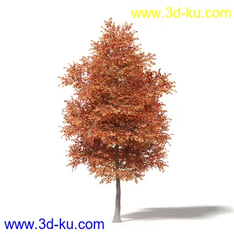 秋天树木模型合集,秋季树木,黄叶,各种秋天的树木模型共47个的图片