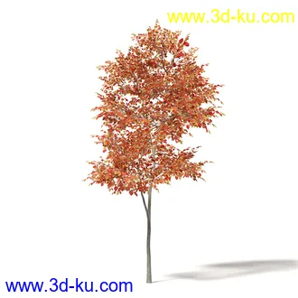 秋天树木模型合集,秋季树木,黄叶,各种秋天的树木模型共47个的图片