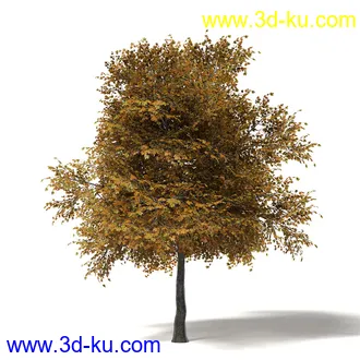 秋天树木模型合集,秋季树木,黄叶,各种秋天的树木模型共47个的图片